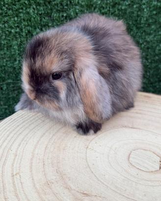 Conigli nani mini lop