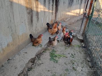 Galline Nane Ornamentali - Disponibili serama