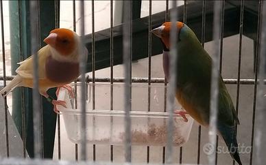 Diamanti di gould 2026