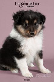 Cuccioli di Pastore Scozzese Shetland