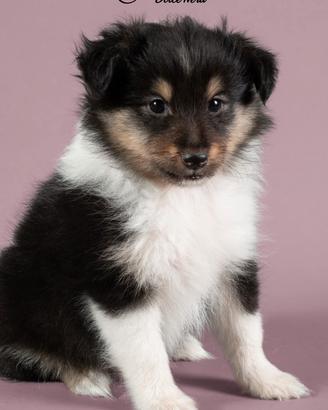 Cuccioli di Pastore Scozzese Shetland