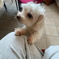 Maltesino di 1 anno mezzo