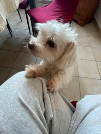 Maltesino di 1 anno mezzo