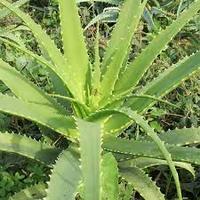 2 Piantine Aloe Arborescens radicate