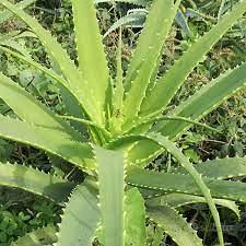 2 Piantine Aloe Arborescens radicate