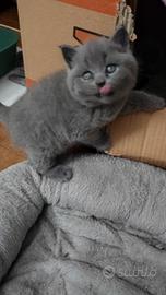Gattini Scottish fold e straight