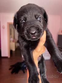 Labrador retriever