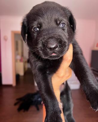 Labrador retriever