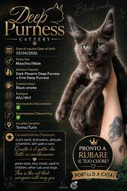 Maine coon pronti subito