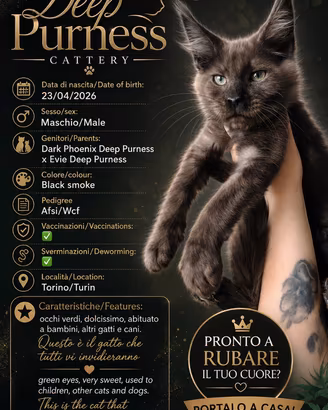 Maine coon pronti subito