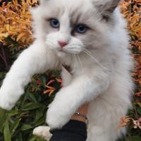 Maschietto RAGDOLL Pedigree TICA