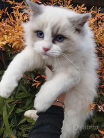 Maschietto RAGDOLL Pedigree TICA