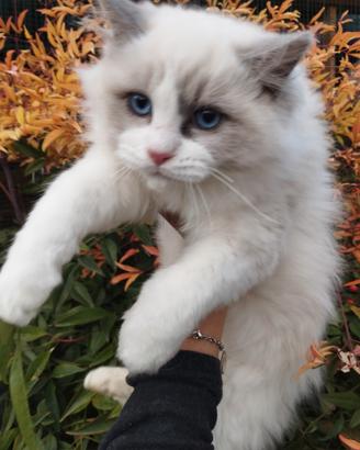 Maschietto RAGDOLL Pedigree TICA