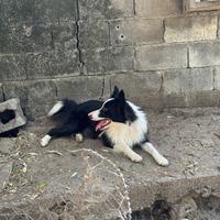 Border collie
