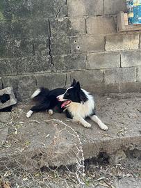 Border collie