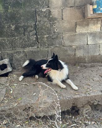 Border collie
