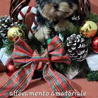 Yorkshire terrier da allevamento amatoriale
