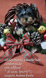 Yorkshire terrier da allevamento amatoriale