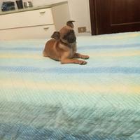 Cuccioli piccola taglia