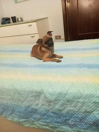 Cuccioli piccola taglia