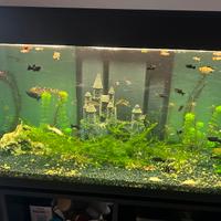 Elodea per acquario