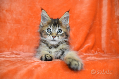 Cucciolo maine coon golden