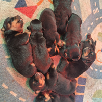 Cuccioli rottweiler zona Eur