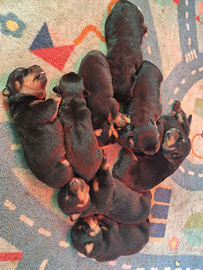 Cuccioli rottweiler zona Eur