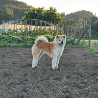 Akita Inu per monta