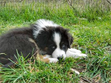 Cuccioli alta genealogia Corgi e Australian