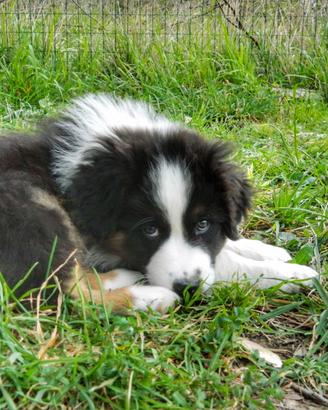 Cuccioli alta genealogia Corgi e Australian