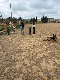 Stagione monta 2026 pony