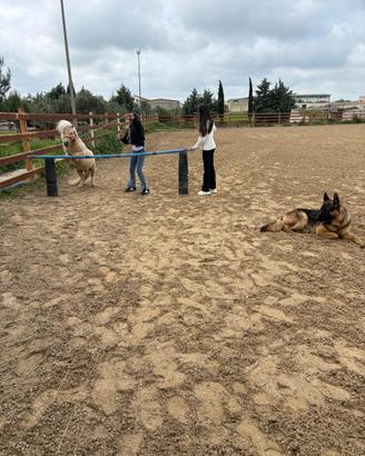 Stagione monta 2026 pony