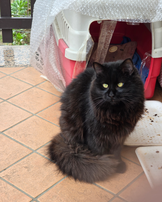 Splendido gattino a pelo lungo chiede amore