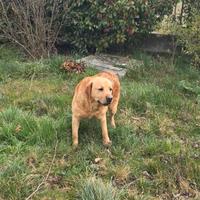 Labrador maschio