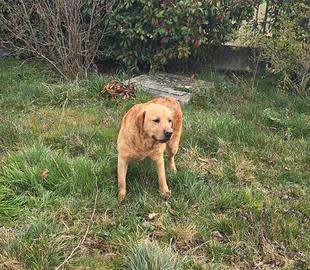 Labrador maschio