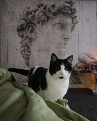 Regalasi gatto
