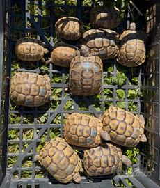 Tartarughe di terra
