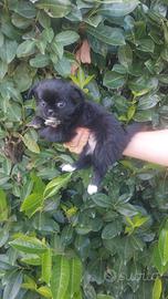 Cuccioli chihuahua