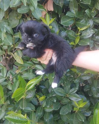 Cuccioli chihuahua
