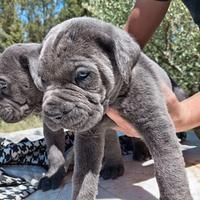 Cuccioli cane corso