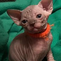 Sphynx