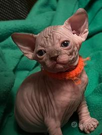 Sphynx