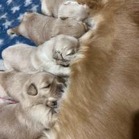Cuccioli Golden retriever americani