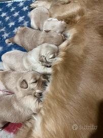 Cuccioli Golden retriever americani