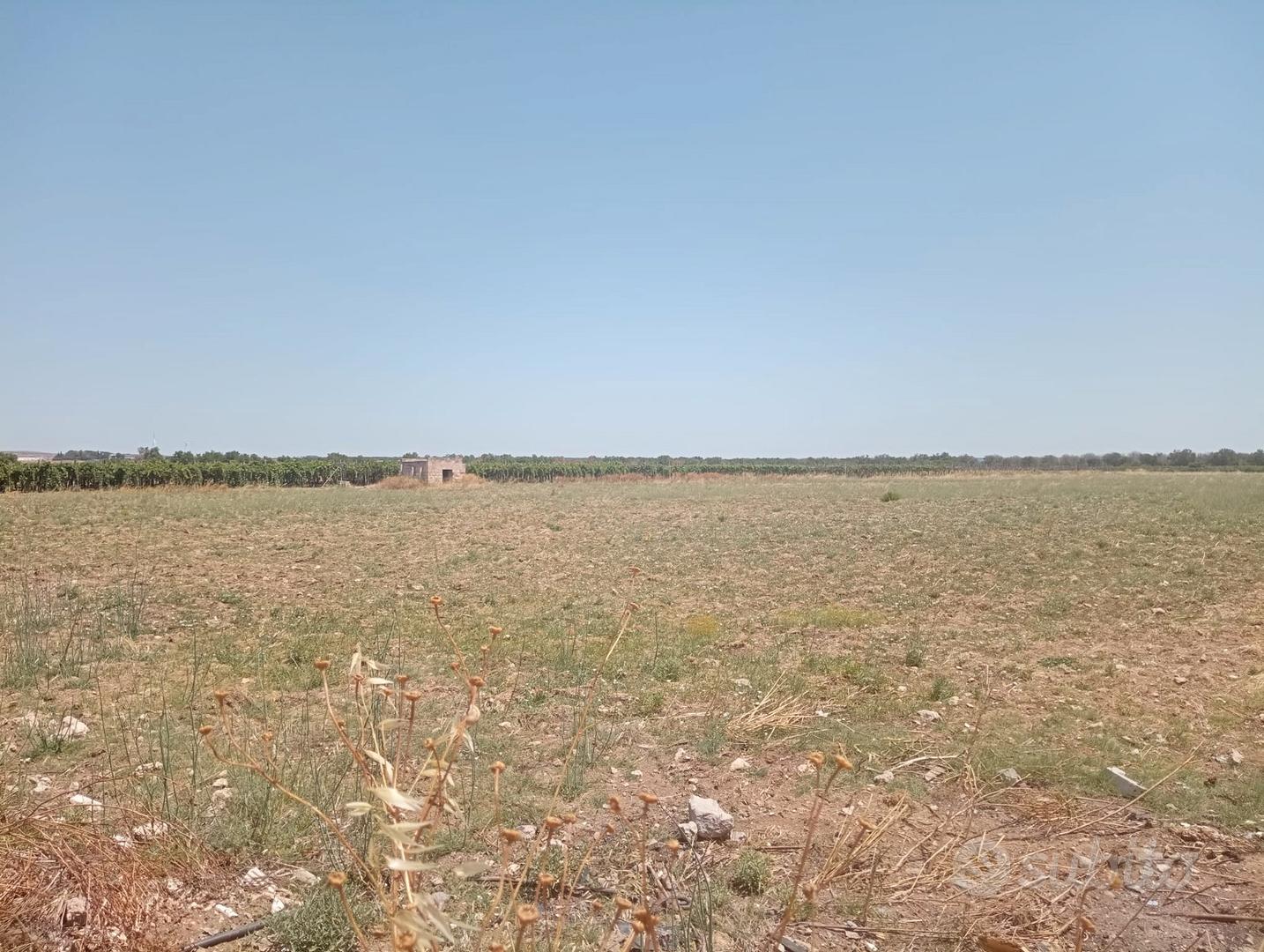 Terreno agricolo mq 22000 a km 1,5 dal mare - Vista 4