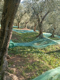 Oliveto in produzione a calci