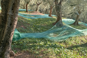 Oliveto in produzione a calci