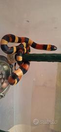 Lampropeltis / falso corallo