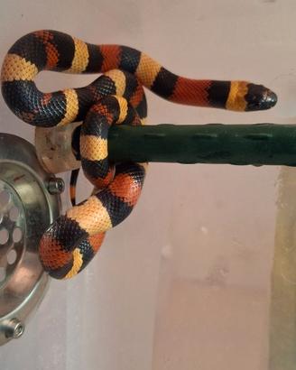 Lampropeltis / falso corallo